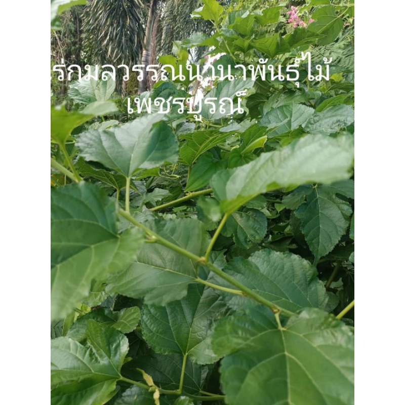 ใบหม่อนสดออแกนนิค50ใบ39บาทเก็บสดตามออเดอร์แถมทุกออเดอร์