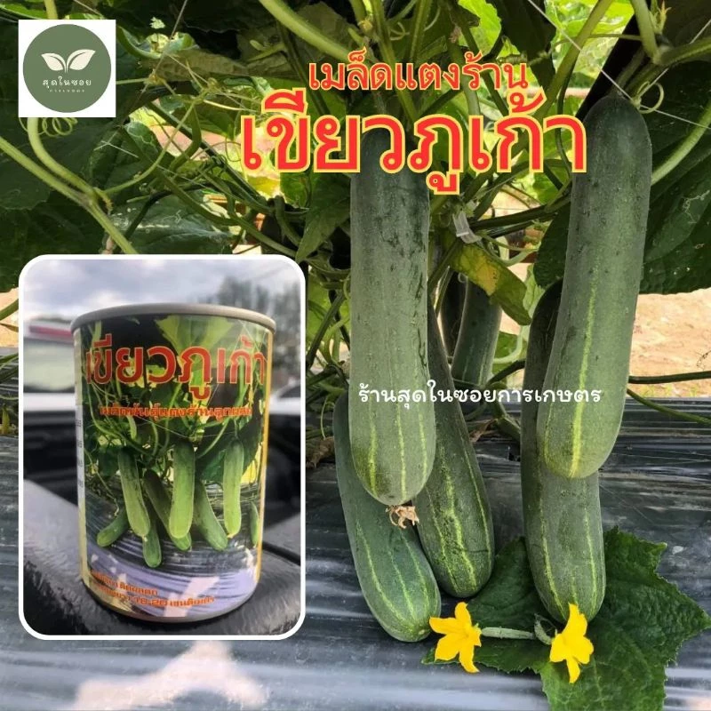 แตงร้านเขียวภูเก้า แตงร้านผลดก พร้อมส่ง