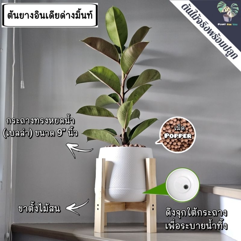 ต้นยางอินเดียด่างมิ้นท์ Rubber Plant 70-80cm. พร้อมกระถางเบลล่า9"นิ้ว+เม็ดPopper+ขาตั้ง