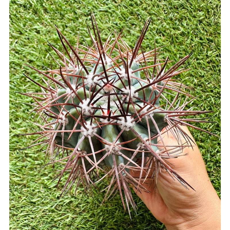 พร้อมส่ง แคตตัสเมโลฟ้า หนามยาวสวย ไม้เมล็ด ต้นใหญ่ Melocactus azureus blue