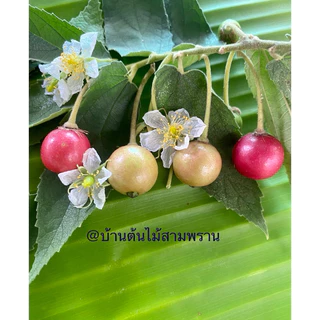 ลูกตะขบบ้านผลไม้จากธรรมชาติประโยชน์เยอะ(มีแถม)