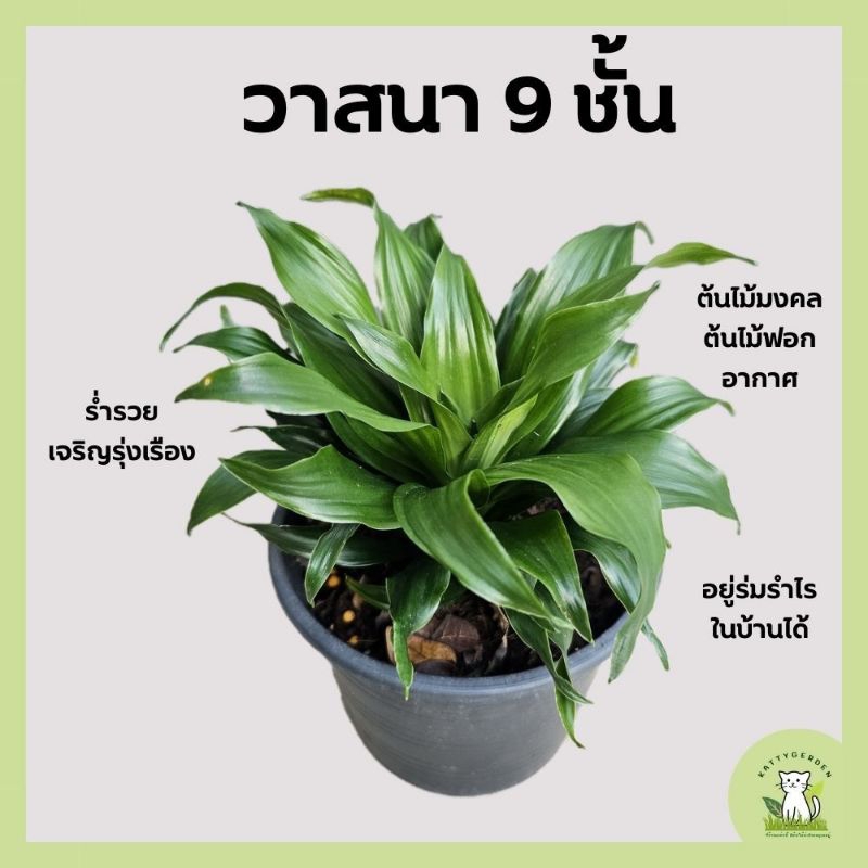 ต้นวาสนา 9 ชั้น ต้นไม้มงคล ต้นไม้ฟอกอากาศ ขนาดกระถางดำ 6 นิ้ว