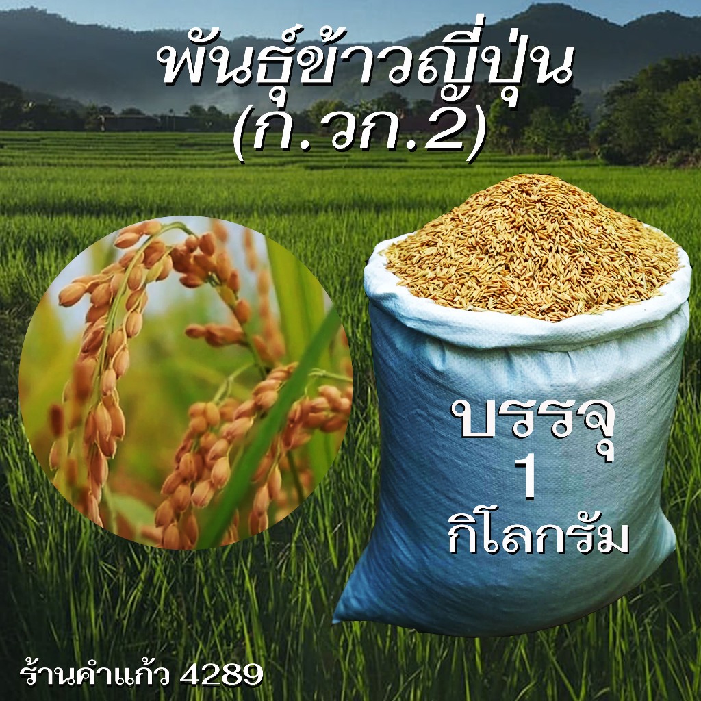 เมล็ดพันธุ์ข้าวญี่ปุ่น(กว.ก.2) บรรจุ 1 Kg. พันธุ์ข้าวอย่างดี คัดพิเศษ ปลูกเองขายเองโดยวิธีธรรมชาติ ปลูกได้ตลอดปี