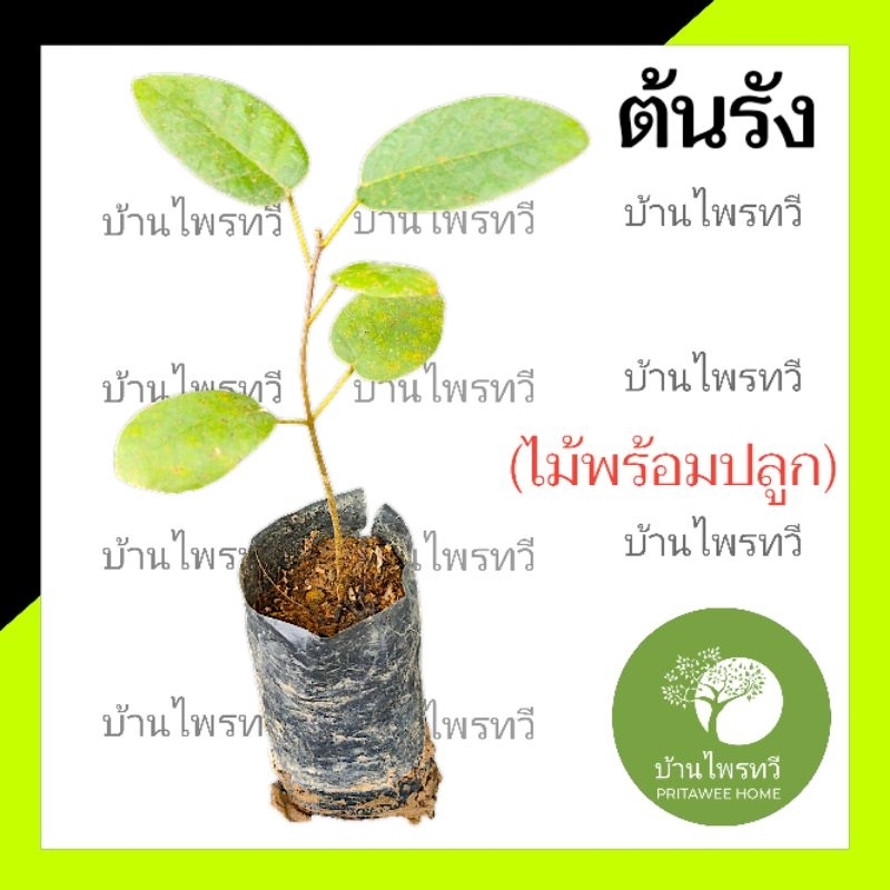 ต้นรัง  ตระกูลเดียวกับ ต้นยางนา  ต้นไม้ตาย ต้นกล้าไม้พร้อมปลูก บ้านไพรทวี ราคา ถูกที่สุด ดีลบีเคเค รูปภาพหลัก
