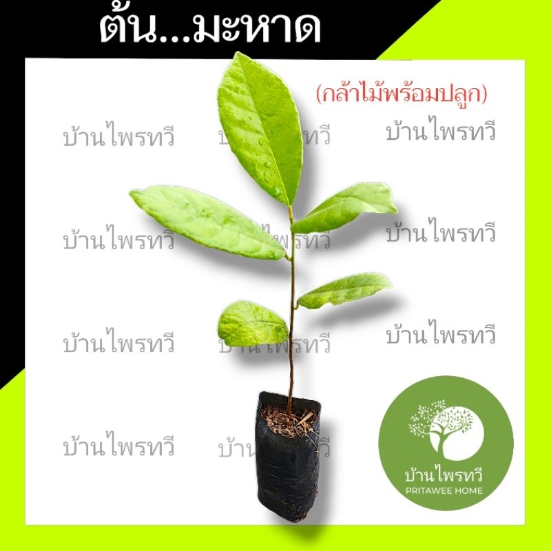 ต้นมะหาด ต้นไม้ตาย เคลมฟรี ทุกต้น เฉพาะ ระหว่างขนส่ง เท่านั้น มะหาด มะหาดป่า