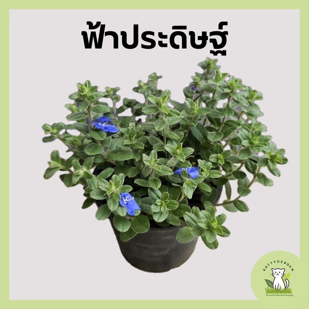 ต้นฟ้าประดิษฐ์ ต้นไม้ดอก ชอบแดดจัด กระถางดำ 6 นิ้ว - รูปที่ 3