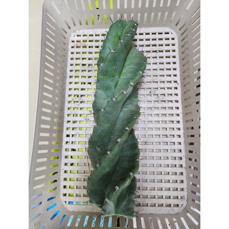 ตอเกลียว ความยาว 20ซม Cereus forbesii Spiralis