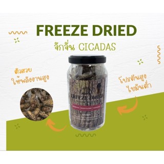 สินค้าเข้าใหม่ จักจั่นเต็มวัย cicadas สินค้าเฉพาะมีจำหน่ายตา…