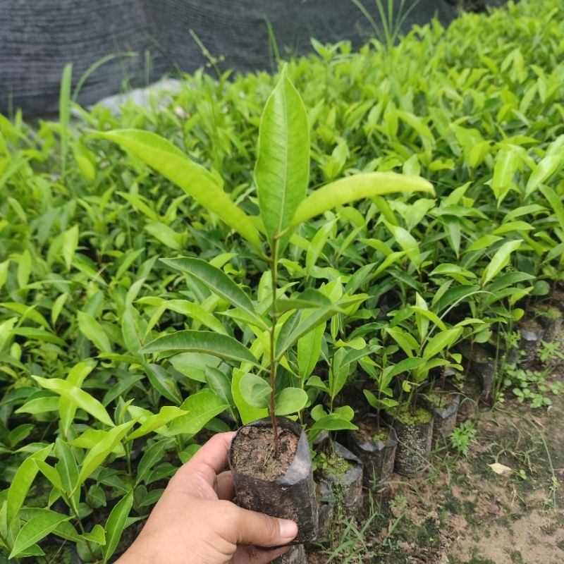 ต้นพิกุล,พิกุลทอง,ขนาด60-70เซนฯ/ไม้ให้ร่มเงาดอกหอม