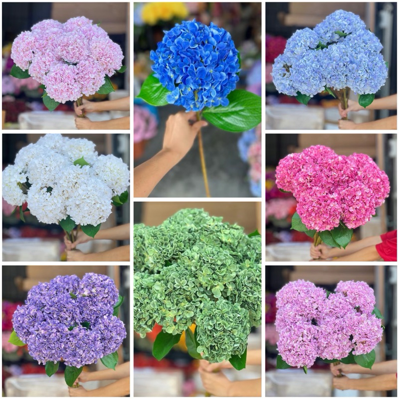 ไฮเดรนเยีย พรีเมี่ยม ก้านเดี่ยว สวยหรู!!!