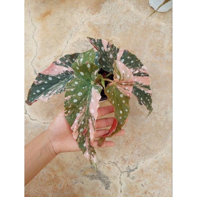 begonia maculata variegata ไม้ด่างชมพู