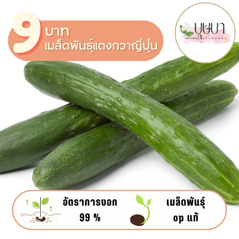 เมล็ดพันธุ์แตงกวาญี่ปุ่น 9บาท 10 เมล็ด