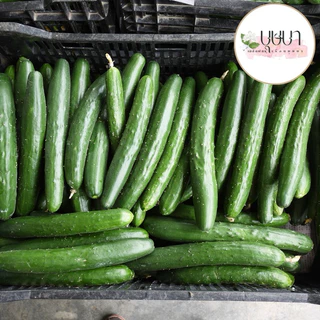 เมล็ดพันธุ์แตงกวาญี่ปุ่น 39บาท 50เมล็ด