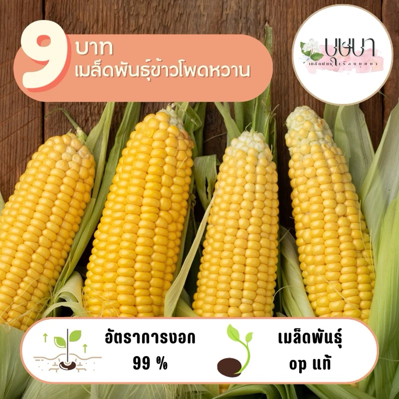 ข้าวโพดเหลืองหวาน 9 บาท 30 เมล็ด