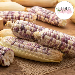 เมล็ดพันธุ์ข้าวโพดข้าวเหนียว 39บาท 200เมล็ด