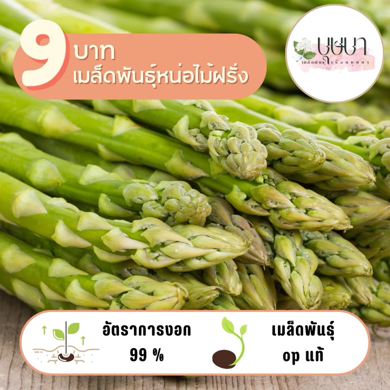เมล็ดพันธุ์หน่อไม้ฝรั่ง 9บาท 100เมล็ด