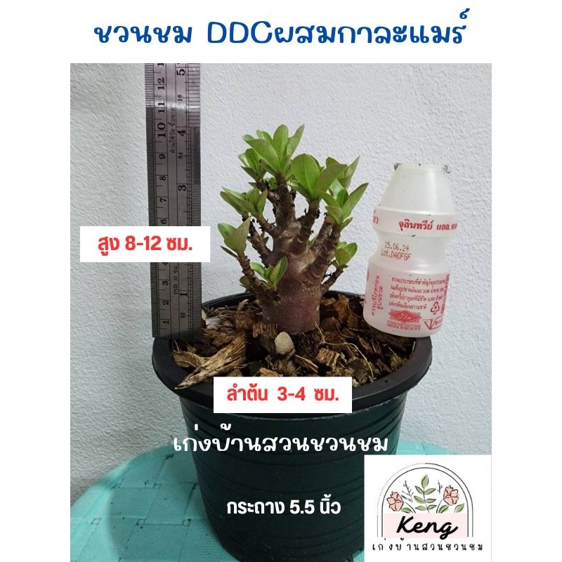 ต้นชวนชมพันธุ์ DDC+กาละแมร์ สายพันธุ์อราบิคั่ม (Arabicum) ดอกสีชมพู