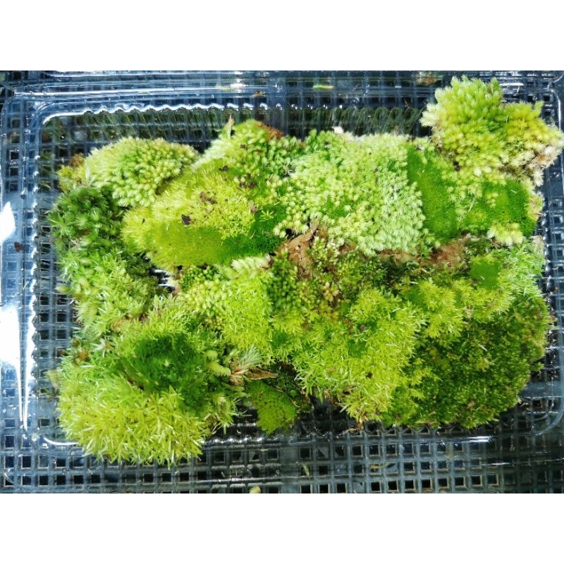 มอสรวม​2-4สายพันธุ์​จากยะลา​ รวมหลายสายพันธุ์​ในกล่องเดียว​ เก็บสดตามออเดอร์ #มอสจัดสวน​ #terrarium​ #paluda #สวนถาด​