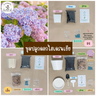 LXG : ชุดพร้อมปลูกดอกไฮเดรนเยีย Hydrangeas ชุดปลูกดอกไฮเดรนเยีย ดอกไฮเดรนเยีย Hydrangeas มี 3 ขนาด