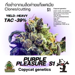 Purple pleasure s1 copycat genetics กิ่งชำ
