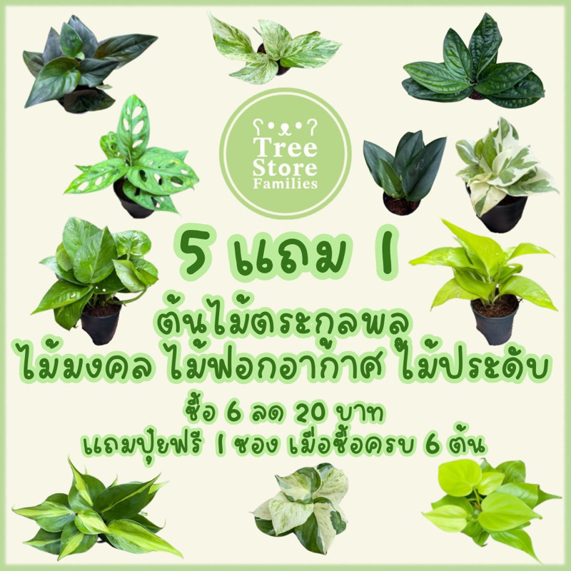 ต้นไม้ตระกูลพลู ไม้ฟอกอากาศ และประดับ ตกแต่ง ซื้อ 6 ต้นลด 20 บาท *กระถาง 3 และ 4 นิ้ว* *สั่งซื้อขั้นต่ำ 2 ต้น*