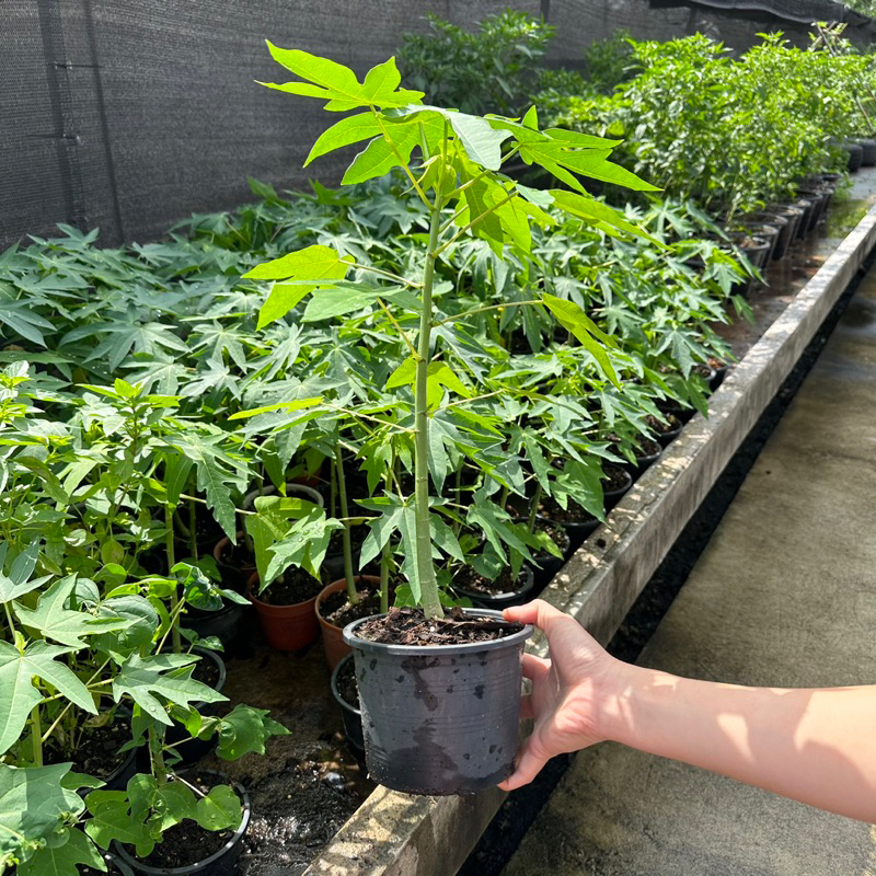 ต้นมะละกอ แขกดำ มีหลายไซร์ Papaya plant ต้นมะละกอ แข็งแรงรากแน่นพร้อมปลูกลงดิน