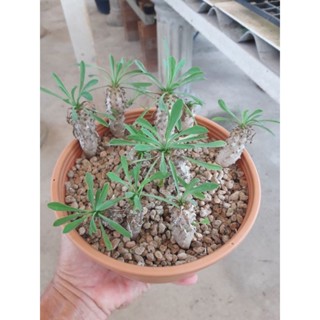 Euphorbia japonica ( เหมา 19 ต้น )