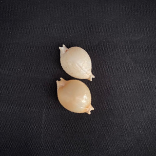 เปลือกหอยทะเลบุษราคัม เปลือกหอยสังข์ธรรมชาติที่หายาก Topaz Sea Snail Shell 2cm hua