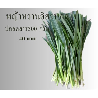 หญ้าหวานอิสราเอลสำหรับเป็ดห่านไก่กระต่ายแกสบี้เต่าปลาสัตว์กิ…