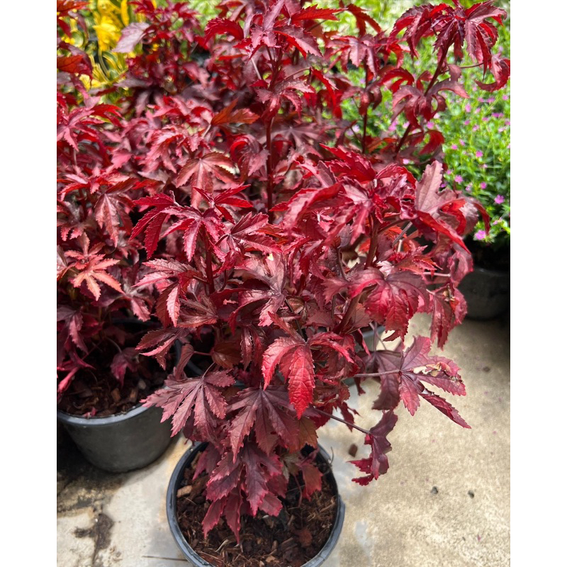 ชบาเมเปิ้ลใบแดงสวยสดใส ปลูกง่าย กินได้#ชบาเมเปิล #Cranberry hibiscus,#African rosemallow)