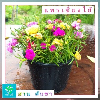 แพรเซี่ยงไฮ้ คุณนายตื่นสาย แบบคละสี 1 กระถางมีเป็นร้อยกิ่ง คุ้มสุดๆ