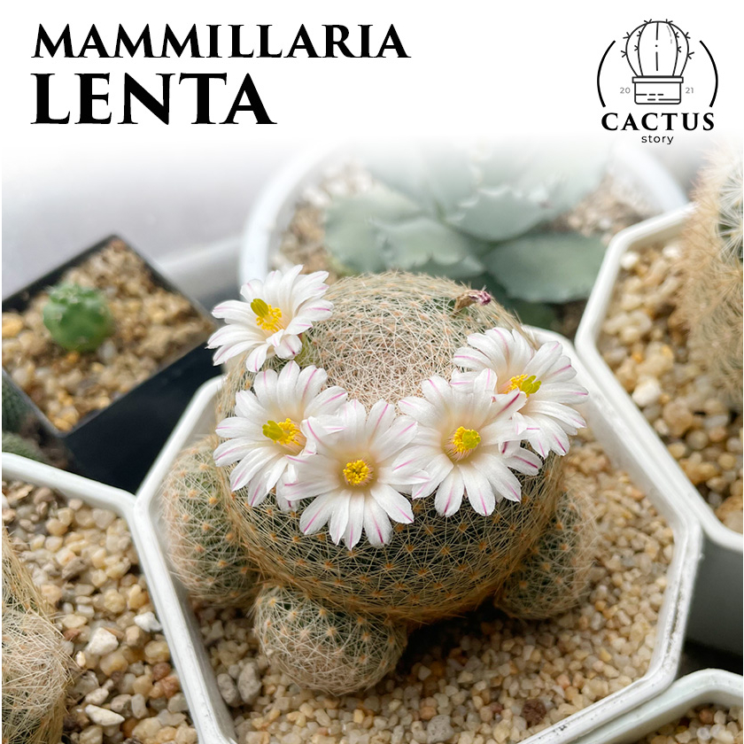 🌕🌵Mammillaria Lenta🌕V.3🌵แมมเลนต้าไม้เมล็ด กระถาง 3 นิ้ว