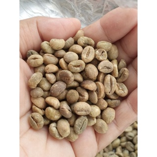 สารกาแฟโรบัสต้าชุมพร robusta coffee  green bean ขนาดกลาง