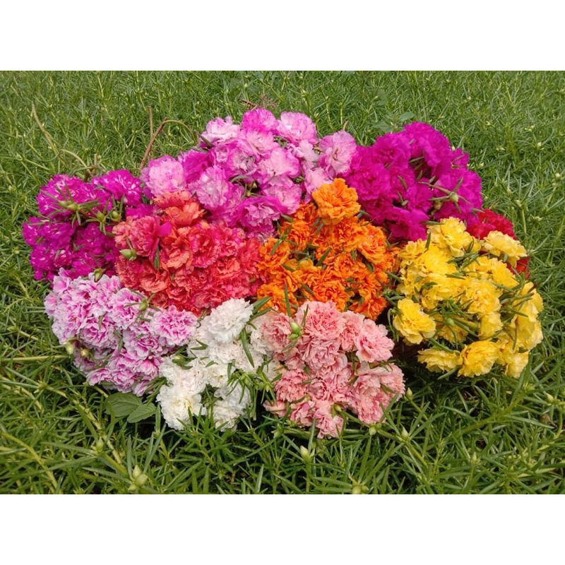 คุณนายตื่นสาย(พันธุ์แพรเซี่ยงไฮ้)คละสี30สีแพรเซี่ยงไฮ้ เป็นพืชดอกล้มลุกในวงศ์ผักเบี้ย ลำต้นและใบอวบน้ำ มีดอกหลายสี