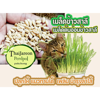 เมล็ดข้าวสาลี เมล็ดต้นอ่อนข้าวสาลี เมล็ดหญ้าแมว ปลูกให้แมวรับประทาน มีแบ่งขาย