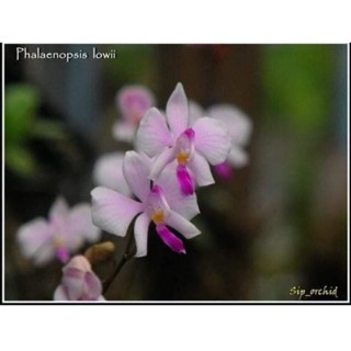 กล้วยไม้เอื้องผีเสื้อชมพู Phalaenopsis lowii ชุด3ต้น120