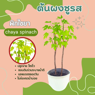 ต้นผงชูรส คะน้าเม็กซิโก ผักไชยา chaya spinach