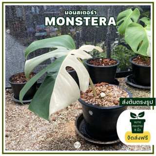 ส่งฟรี Monstera albo มอนสเตอร่าอัลโบ้