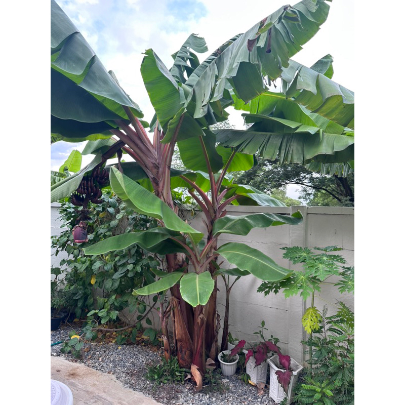 จุลินทรีย์สังเคราะห์แสง 1ลิตร ลูกดก ใบสวย บ่ม3เดือน - รูปที่ 2