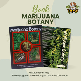 Marijuana Botany พฤกษศาสตร์กัญชา