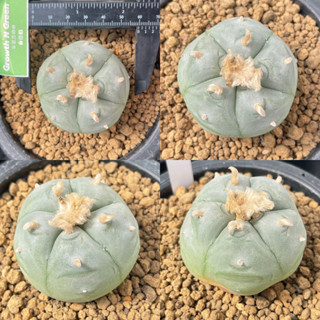 โลโฟโฟร่า วิลเลี่ยม เพนตะโกน่า Lophophora williamsii "pentagona" ไม้เมล็ด หน้าสวย สายเลือดญี่ปุ่น