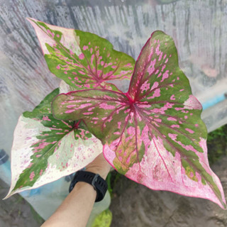 เจ้าจักรพรรดิ บอนสี บอนสีพาสเทล Caladium