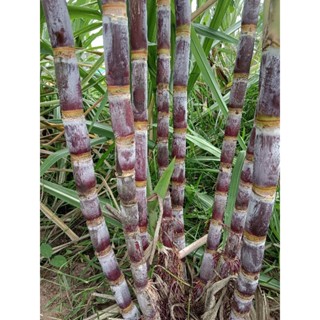 อ้อยสายน้ำผึ้ง พันธุ์อ้อยคั้นน้ำหรือควั่นทานได้ อ้อยประดับ (…