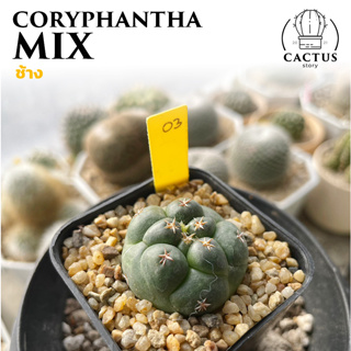 Coryphantha MIX / น้องช้าง (อัพเดท 17/09/2023)