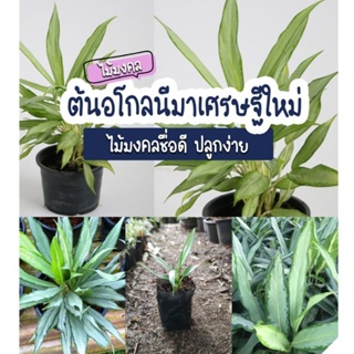 ต้นอโกลนีมาเศรษฐีใหม่,🌿ราชาไม้ใบที่เป็นสุดยอดแห่งพันธุ์ไม้มงคล ช่วยเสริมความมั่งคั่งเรียกโชคลาภ ราคาหน้าสวนจร้า