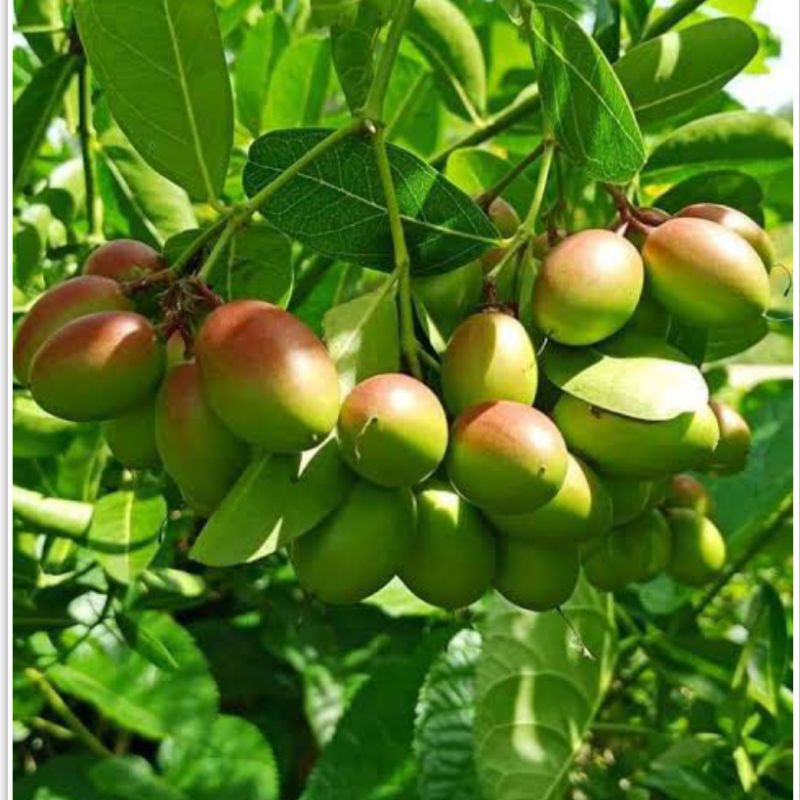 ต้นมะม่วงหาวมะนาวโห่ 🫒พันธุ์สีเขียว🫒 (กิ่งตอนสูง 40-60 ซม.)  ผลใหญ่ เปรี้ยวน้อยกว่าสีแดง ปลูกง่าย โตไว รสชาติกรอบ อร่อย