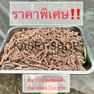 ไข่ตั๊กแตน ปาทังก้า (โมจีน) 100g. (พร้อมอุปกรณ์และวัสดุในการฟัก)