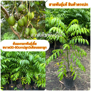 มะกอกพันธุ์เตี้ยขนาด30-60cmปลูก3เดือนออกลูกสามารถปลูกในกระทางได้🌳