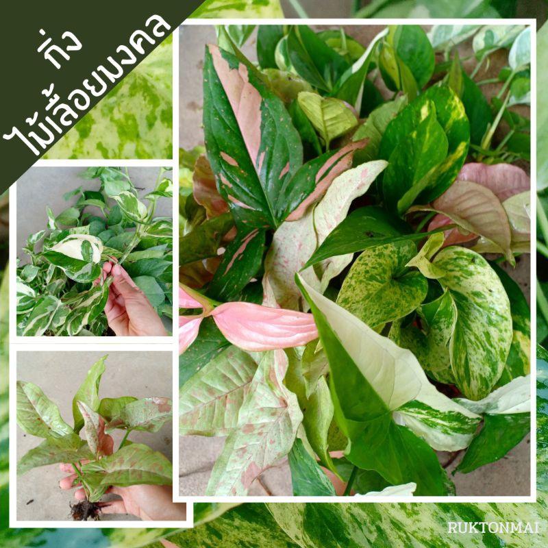 กิ่งไม้เลื้อยมงคล ไม้ประดับ ไม้ฟอกอากาศ  ขายเป็นกิ่ง ราคาถูก มีหลายชนิดให้เลือก เช่น พลูด่าง ออมชมพู เงินไหลมา