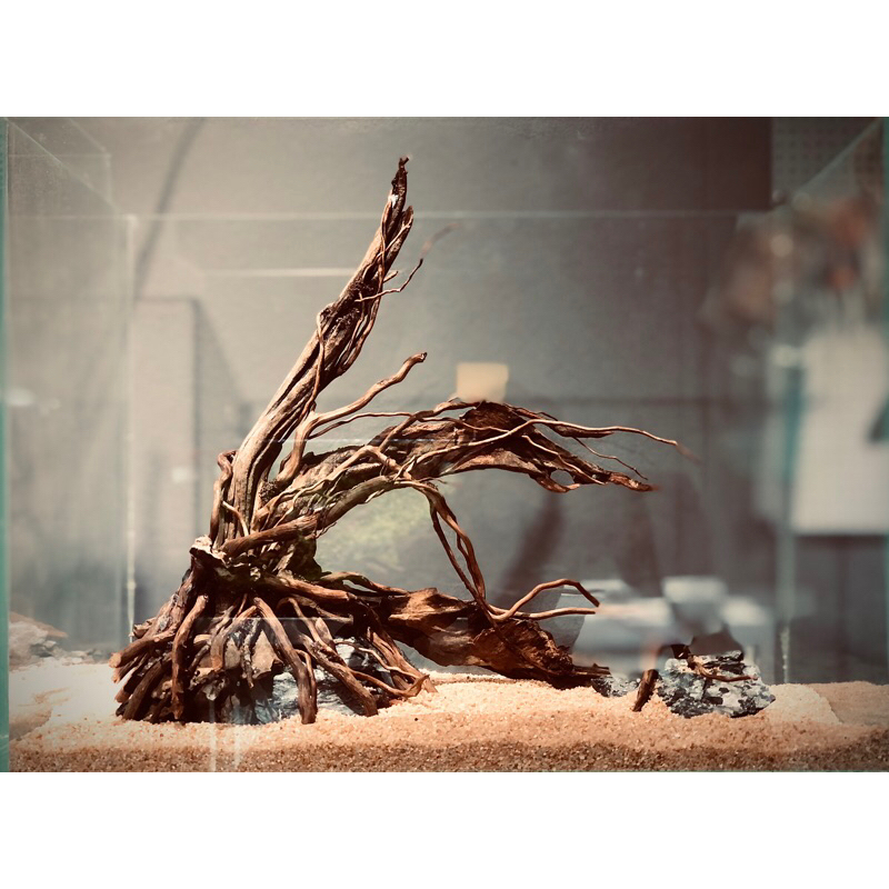 layout ตู้ไม้น้ำ No.02(sold out)